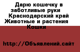 Дарю кошечку в заботливые руки  - Краснодарский край Животные и растения » Кошки   